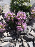 Thlaspi rotundifolium (Round-leaved Penny Cress) w. Pritzelago alpina (Alpine Hutchinsia) Adamello Brenta Natl Park.