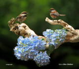 Chestnut-backed Chickadees composite
