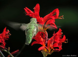Annas Hummingbird & Lucifer flower