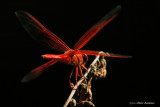 Flame Skimmer lift-off