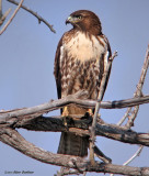 Birds of Prey