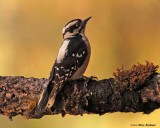 Woodpecker family