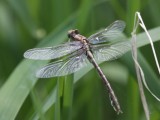 Midland Clubtail (Teneral Male)