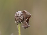 Celery Looper Moth