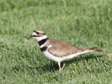 Killdeer