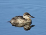 Ruddy Duck (Female)