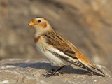 Snow Bunting Llandudno Beach