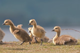 Canada Goose Conwy RSPB