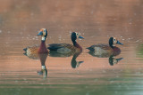 White-faced Whistling Duck    Gambia