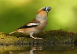 Hawfinch Debrecen,Hungary