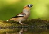 Hawfinch   Debrecen,Hungary