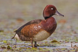 Ferruginous Duck  Hortobgy,Hungary