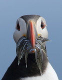 Atlantic Puffin Scotland