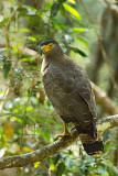 Crested Serpent Eagle  Sri Lanka 