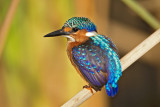 Malachite Kingfisher Gambia
