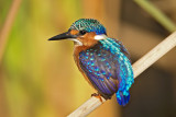 Malachite Kingfisher   Gambia 