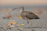 Whimbrel    Gambia