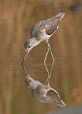 Greenshank   Gambia