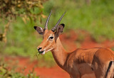 Grants Gazelle   Tsavo East NP Kenya