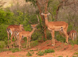 Impala   Tsavo East NP Kenya