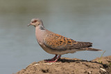 Turtle Dove  Hungary