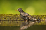 Starling   Hungary