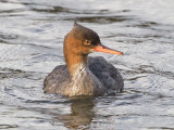 Red-breasted Merganser  Wales