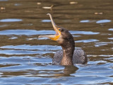 (Great) Cormorant    Wales