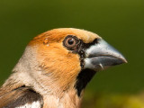 Hawfinch   Debrecen,Hungary