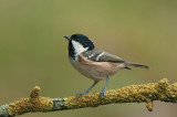 Coal Tit  Llandudno