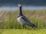 Barnacle Goose  Derwentwater Cumbria