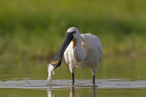 Spoonbill   Hortobagy Hungary