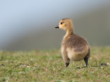 Canada Goose Conwy RSPB