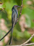 Ashy Drongo  Goa