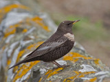 Ring Ouzel lsle of May,Scotland