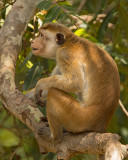 Toque Macaque   Yala NP,Sri Lanka