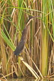Black Bittern Bundala NP, Sri Lanka