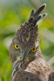 Crested Hawk Eagle Sri Lanka