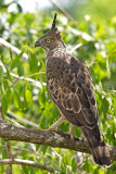 Crested Hawk Eagle  Sri Lanka 