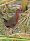 Ruddy Breasted Crake    Bundala NP,Sri Lanka 