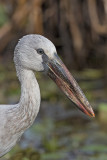 Asian Openbill Stork Sri Lanka