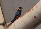 Bat Falcon   Manaus,Brazil