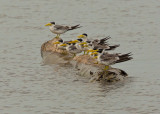 Large Billed Tern  Nr Manaus,Brazil