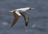 Masked Booby    North Atlantic,nr Guyana