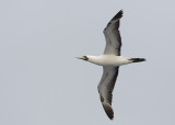 Masked Booby    North Atlantic,nr Guyana