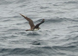 Pomarine Skua  North Atlantic,Nr Guyana