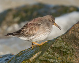 Purple Sandpiper   Wales