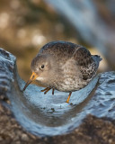 Purple Sandpiper   Wales