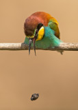 European Bee-eater  Hortobgy N.P.Hungary