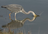 Grey Heron  Conwy RSPB